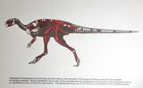 ' Mounted Dryosaurus Skeleton From Colorado - Largest Complete #132154-1